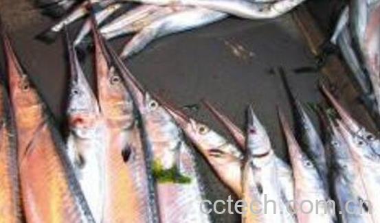 针良鱼的功效与作用-1