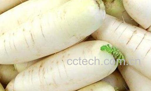 白萝卜不能和什么一起吃 吃白萝卜的注意事项-0