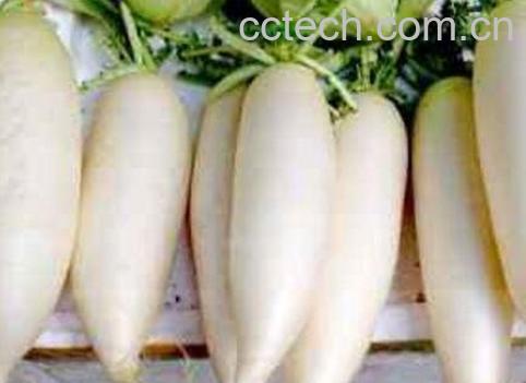 白萝卜不能和什么一起吃 吃白萝卜的注意事项-1