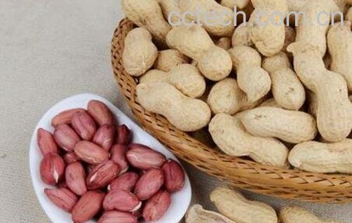 花生的功效与作用有哪些-1