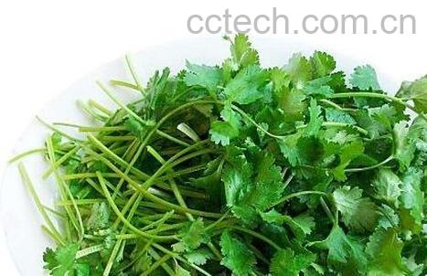 香菜的功效与作用有哪些-0