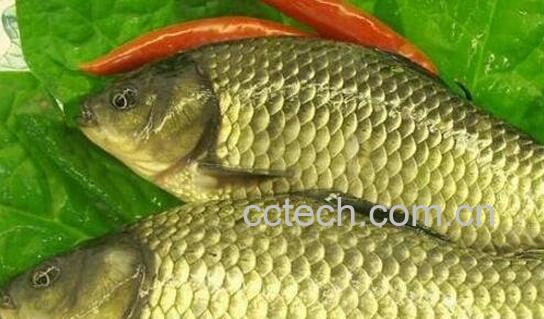 中药鲫鱼胆的功效与作用 鲫鱼胆能治什么病-0