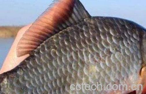 中药鲫鱼胆的功效与作用 鲫鱼胆能治什么病-1