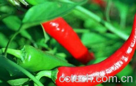 切辣椒后手很辣怎么办-1