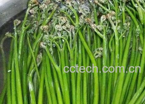 新鲜蕨菜怎么保存 蕨菜的保存方法-1