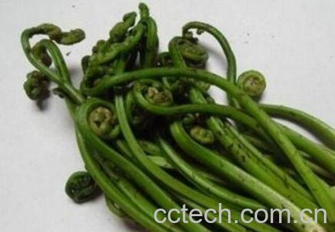 新鲜蕨菜怎么保存 蕨菜的保存方法-0