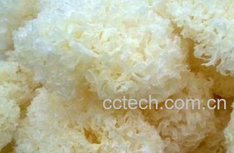 银耳的功效与作用 银耳怎么吃-1