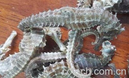 海马干有什么功效与作用-0