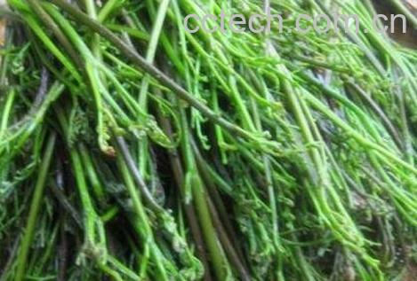 山蕨菜的功效与作用-0