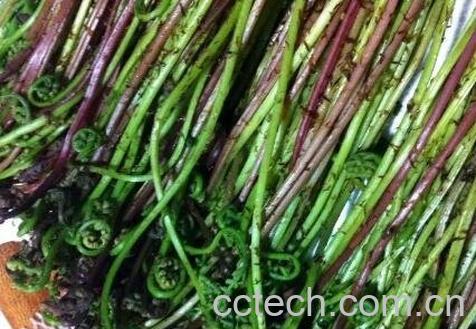 山蕨菜的功效与作用-1