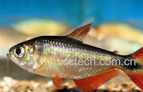  红尾鱼的功效与作用及食用方法-0