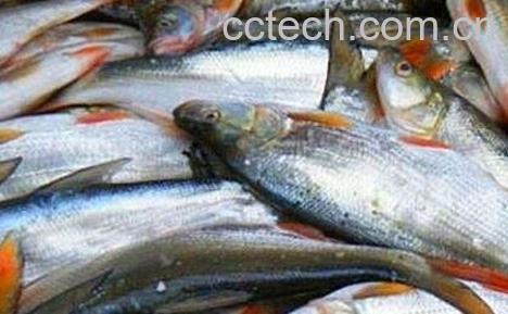  红尾鱼的功效与作用及食用方法-1