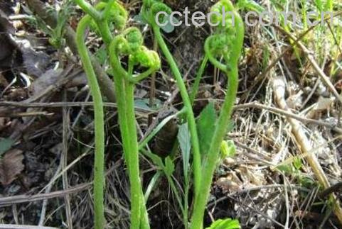 野生蕨菜的功效与作用-1