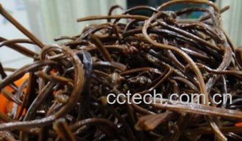 蕨菜干有毒吗 蕨菜干怎么做好吃-0