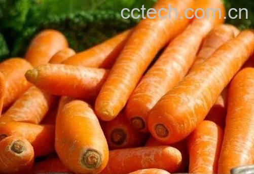 儿童吃红萝卜的好处和坏处-1