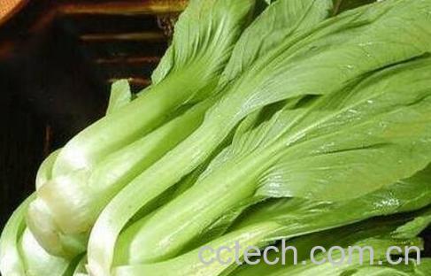 油菜与白菜的区别-1