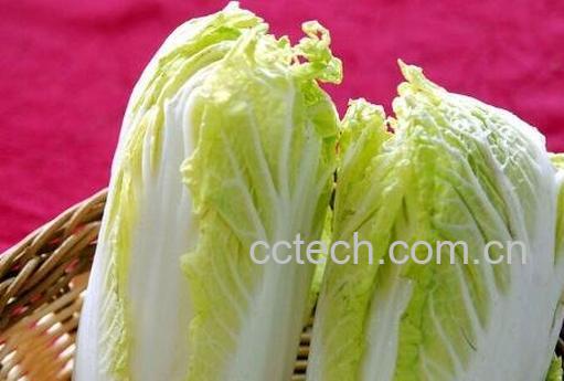 油菜与白菜的区别-0