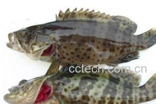 石斑鱼的营养价值及功效-0