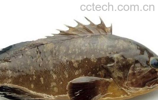 石斑鱼的营养价值及功效-1