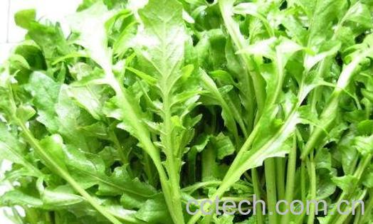 及及菜的功效与作用有哪些-1