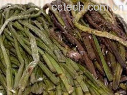 蕨菜怎么腌制 酸蕨菜的腌制方法-0