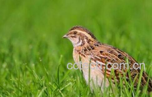 补肾的食物有哪些 吃什么补肾效果好-1