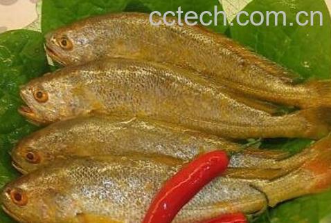 黄瓜鱼的功效与作用-0