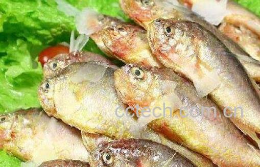 黄瓜鱼的功效与作用-1