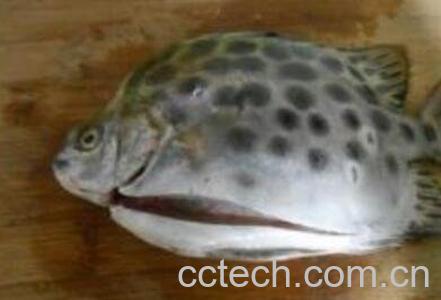 金鼓鱼的功效与作用 金鼓鱼怎么吃好-1