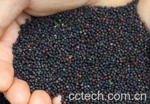 油菜籽和白菜籽的区别 油菜籽的功效-0