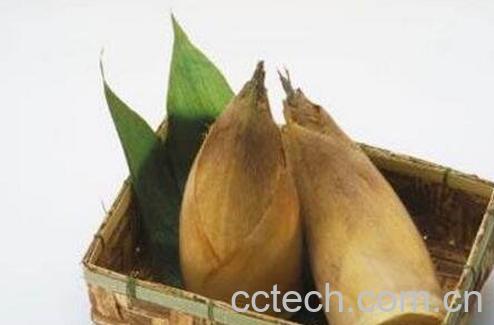 冬笋和春笋的区别 如何区分冬笋与春笋-0