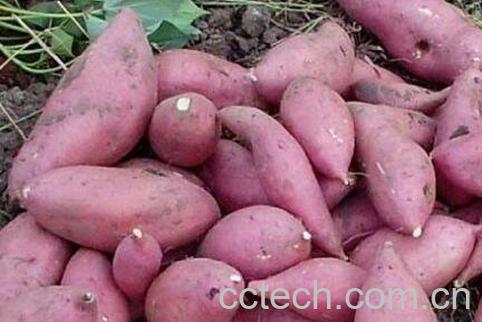 便秘吃什么东西好 便秘吃哪些粗纤维食物-1