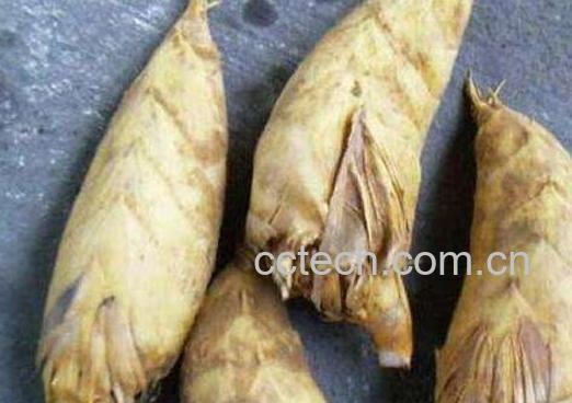 冬笋和春笋的区别 如何区分冬笋与春笋-1