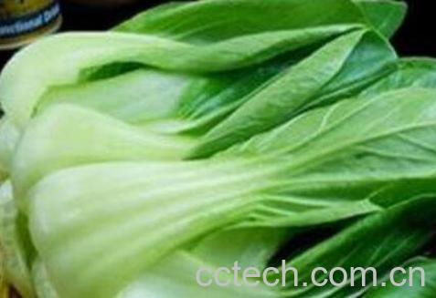 油白菜的营养成分与营养价值-1