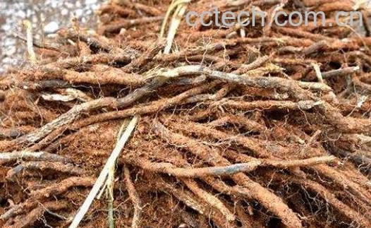 蕨菜根的功效与作用-1