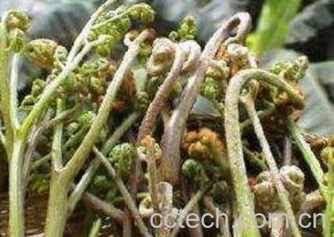 蕨菜根的功效与作用-0