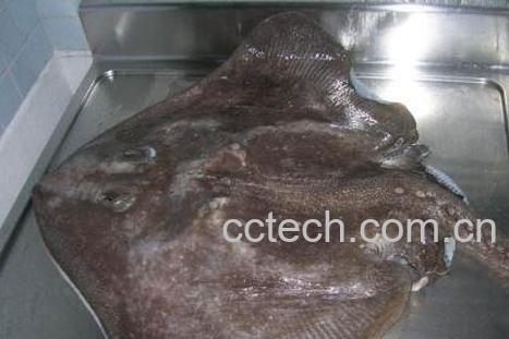 老板鱼对男人的功效-1