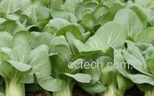 油白菜的作用与功效-1