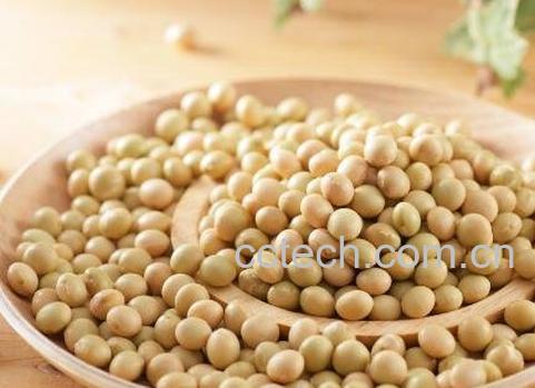 黄豆有哪些功效与作用-1