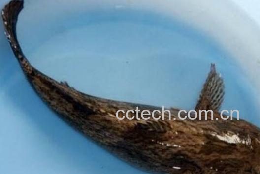 笋壳鱼有何功效与作用-0