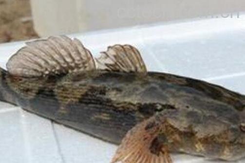 笋壳鱼有何功效与作用-1