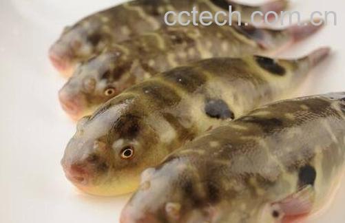 鸡抱鱼的功效-0