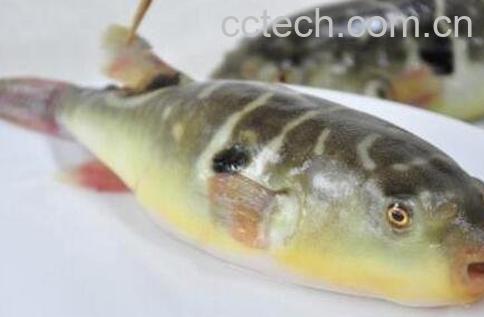 鸡抱鱼的功效-1