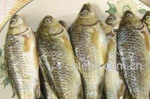 鲫鱼仔的功效与作用-0
