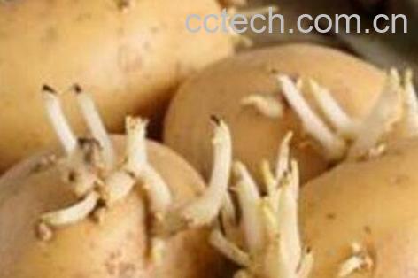 土豆发芽了还能吃吗 吃了发芽土豆怎么解毒-1