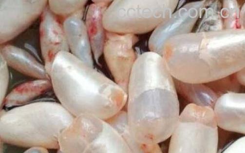 米鱼鱼鳔的功效与作用及药用价值-0