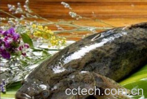 竹壳鱼的功效与作用-0