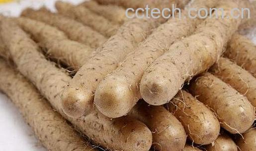 山药有哪些功效与作用-0