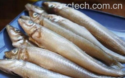沙丁鱼的功效与作用-1