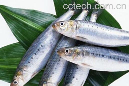 沙丁鱼的功效与作用-0